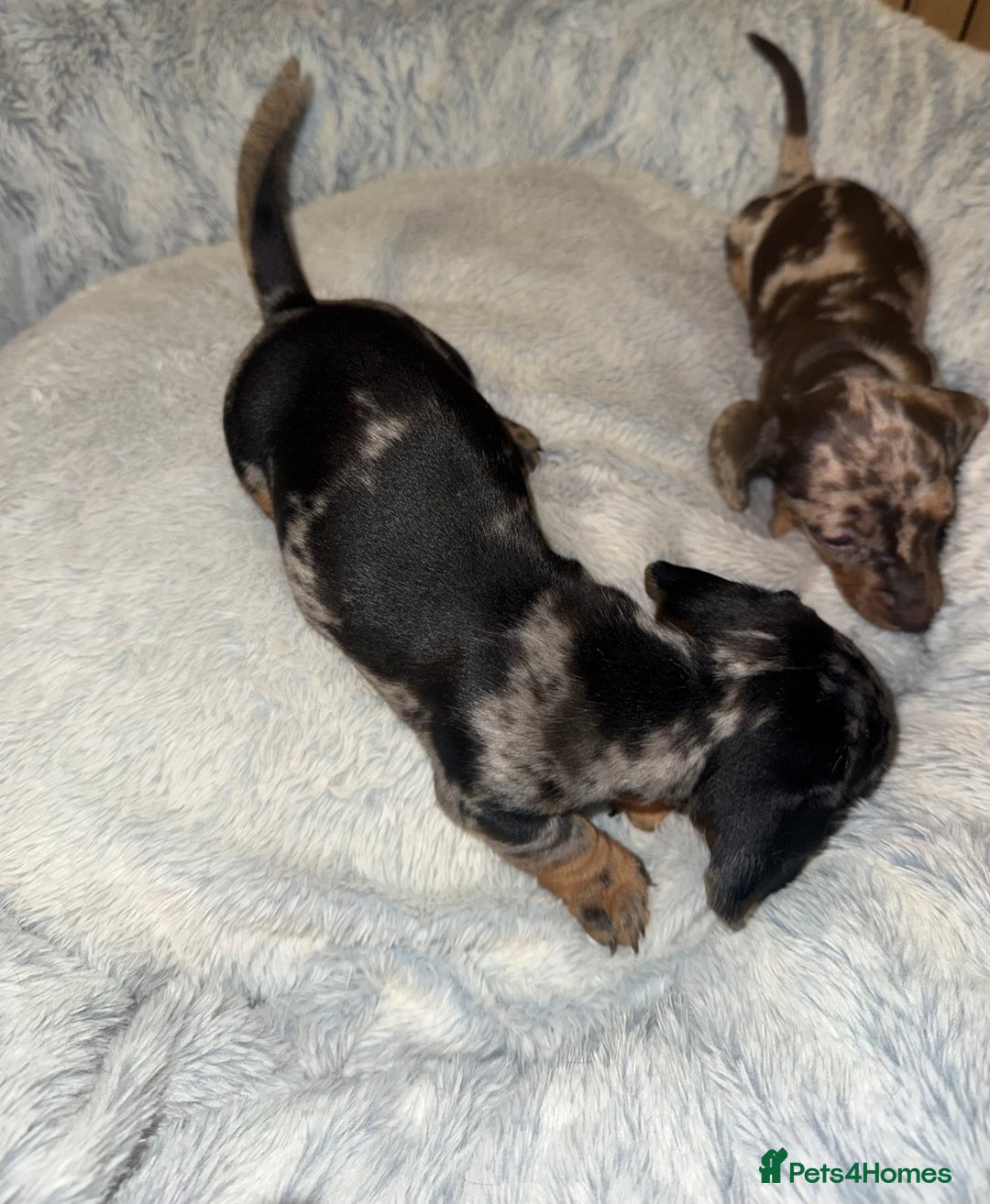 Miniature Dachshund dogs for sale: KC- Small Smooth Min Dachshund £1800  - Advert 6