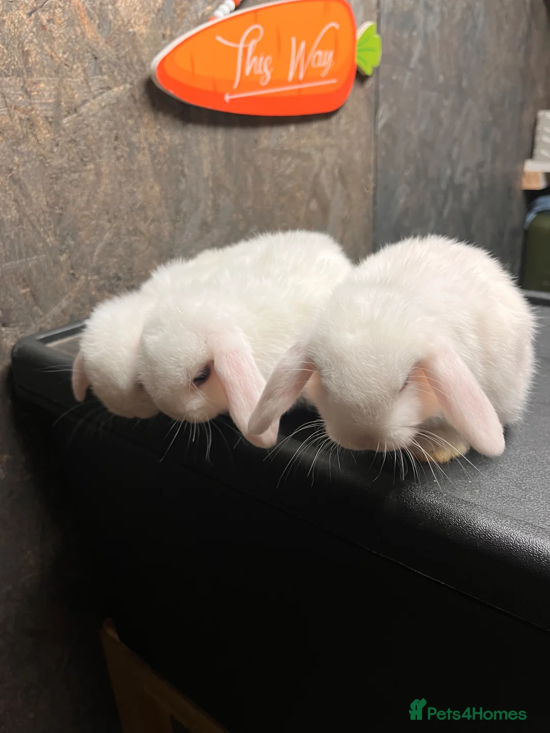 Mini Lop rabbits for sale: mini lop in Leicester - Advert 8