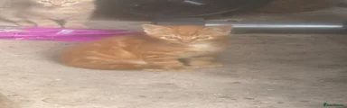 Kitten 3