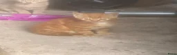 Domestic Shorthair cats for sale: Beautiful Farm Kittens - Advert 3