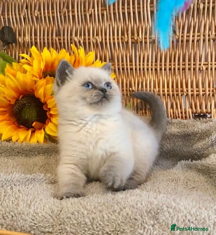 British Shorthair cats for sale: RARE SEAL LYNX PURE BRED BSH TEDDY BEARS - Advert 22