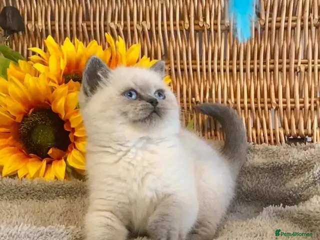 British Shorthair cats for sale: RARE SEAL LYNX PURE BRED BSH TEDDY BEARS - Advert 22