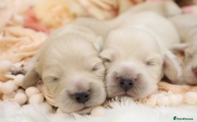 Miniature Dachshund dogs - Advert 4