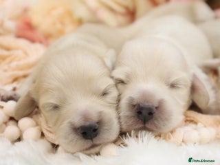 Miniature Dachshund dogs KC Cream Longhair Miniature Dachshunds - Advert 16