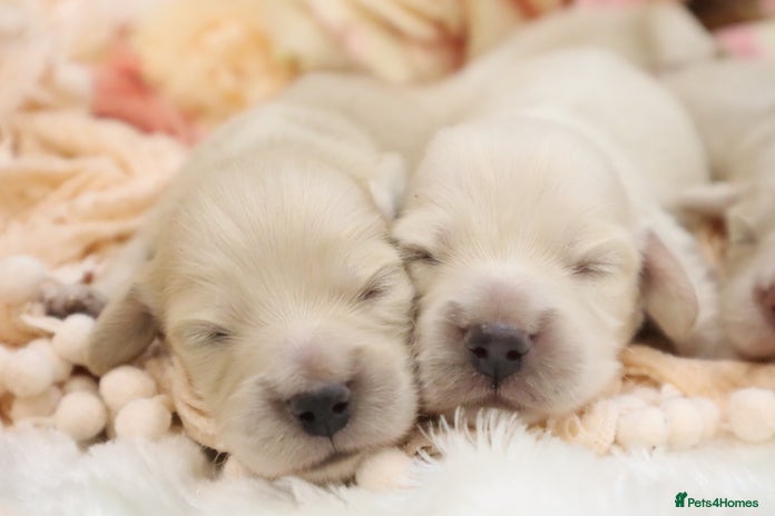 Miniature Dachshund dogs - Advert 4