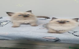 Ragdoll cats for sale: Ragdoll  Kittens  - Image 4