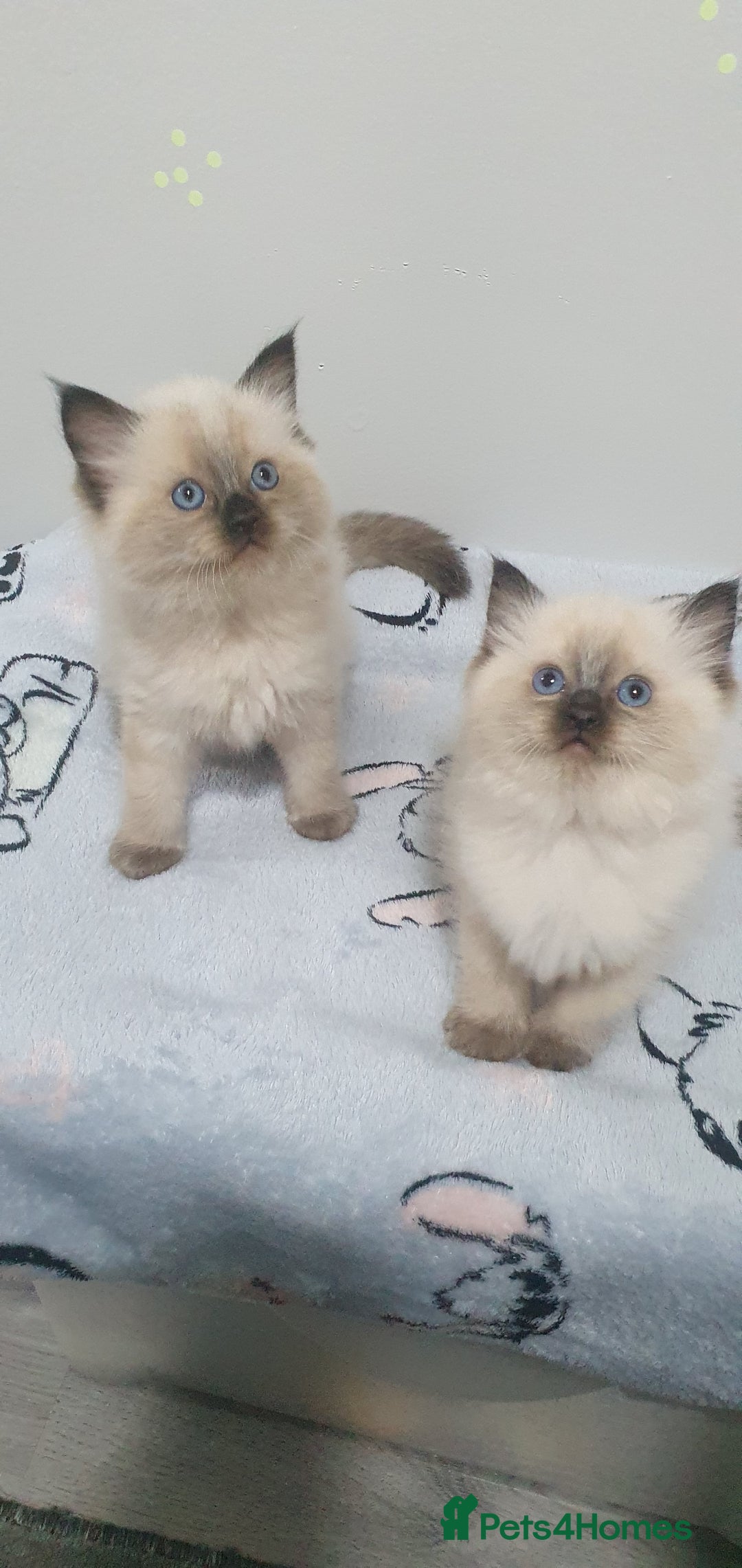 Ragdoll cats for sale: Ragdoll  Kittens  - Image 4