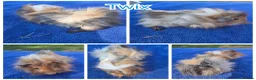 Guinea Pig rodents for sale: Baby Funky and Teddy type Boy Guinea Pigs - Advert 5