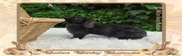 Mini Lop rabbits for sale: 🌼 Rare Purebred Plush Baby Boy 🌼 Ready Next Sun  - Advert 1