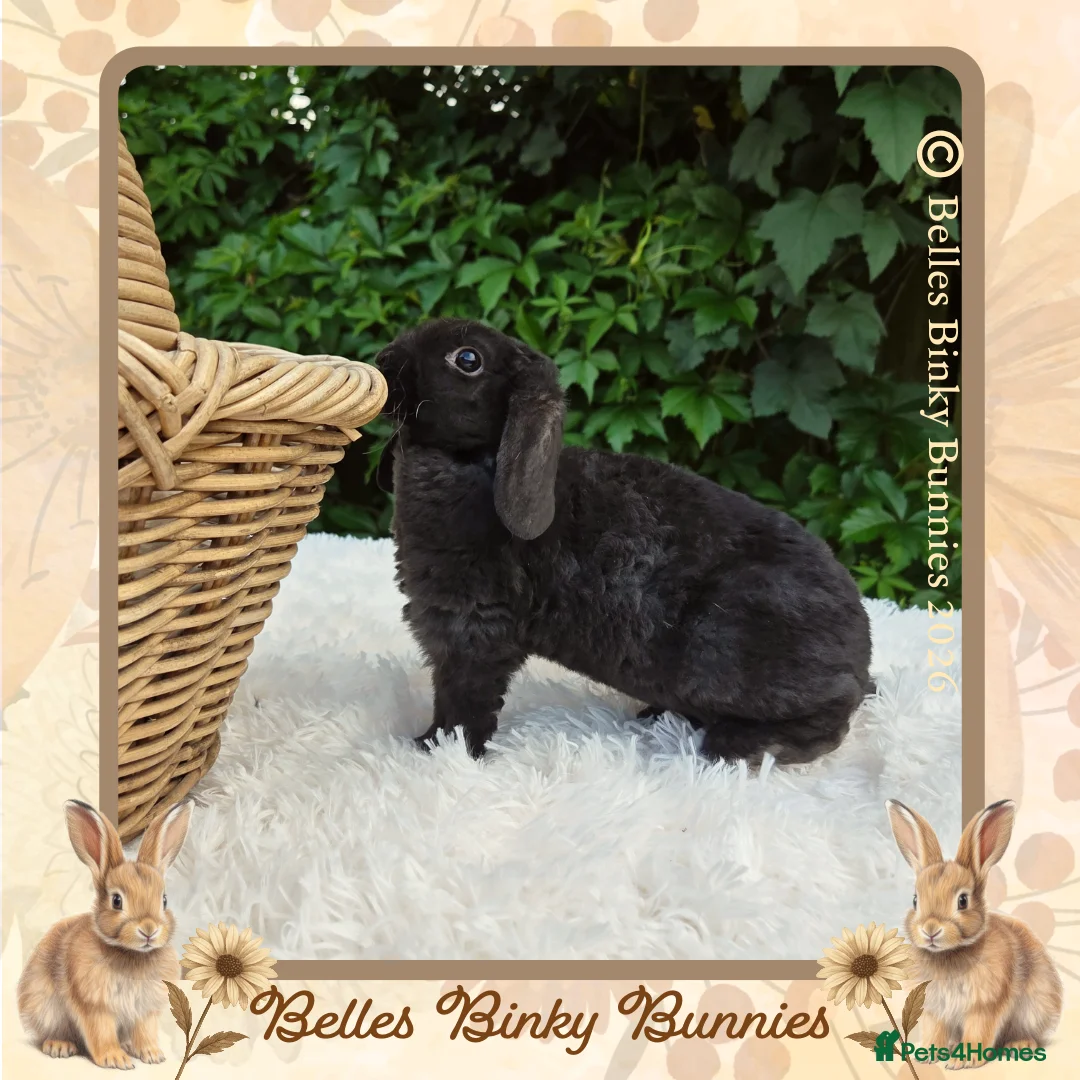 Mini Lop rabbits for sale: 🌼 Rare Purebred Plush Baby Boy 🌼 Ready Next Sun  - Advert 1