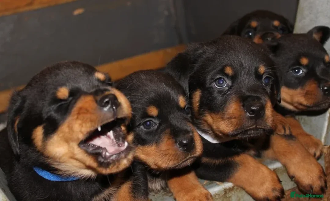 Rottweiler dogs for stud: Serbian Import - OTTO for stud  in Doncaster - Advert 2