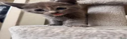 Mixed Breed cats for sale: 4 beautiful kittens  - Advert 8