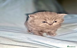 British Shorthair cats for sale: British short and long haired kittens GCCF  - Image 5