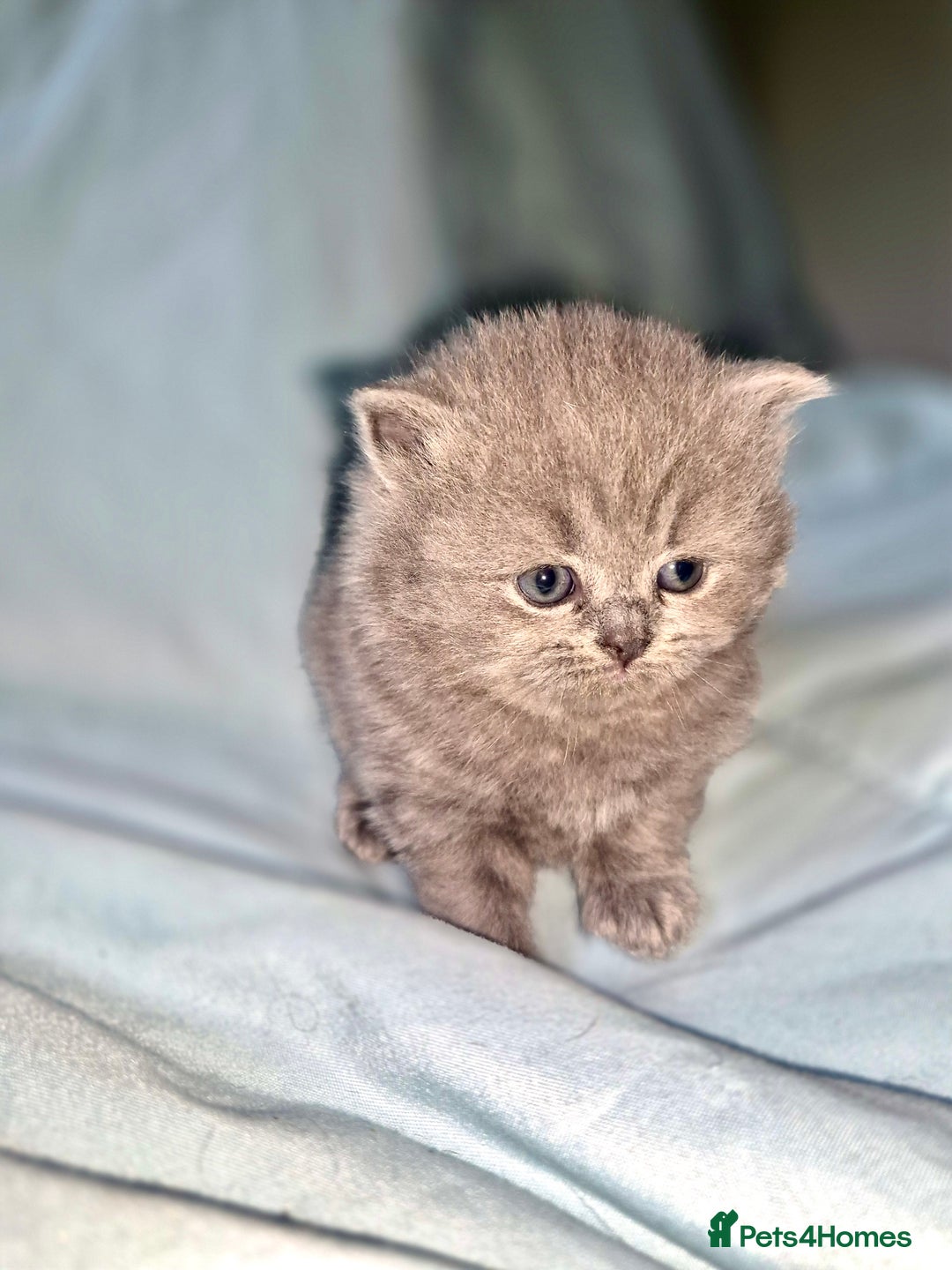British Shorthair cats for sale: British short and long haired kittens GCCF  - Image 5