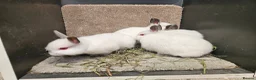 Netherland Dwarf rabbits for sale: Pure Bred Himalayan Dwarfs bucks and does  - Advert 5