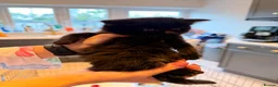 Mixed Breed cats for sale: ✨🐾 1 Boy Left! - Adorable Fluffy Black Kittens! - Advert 6