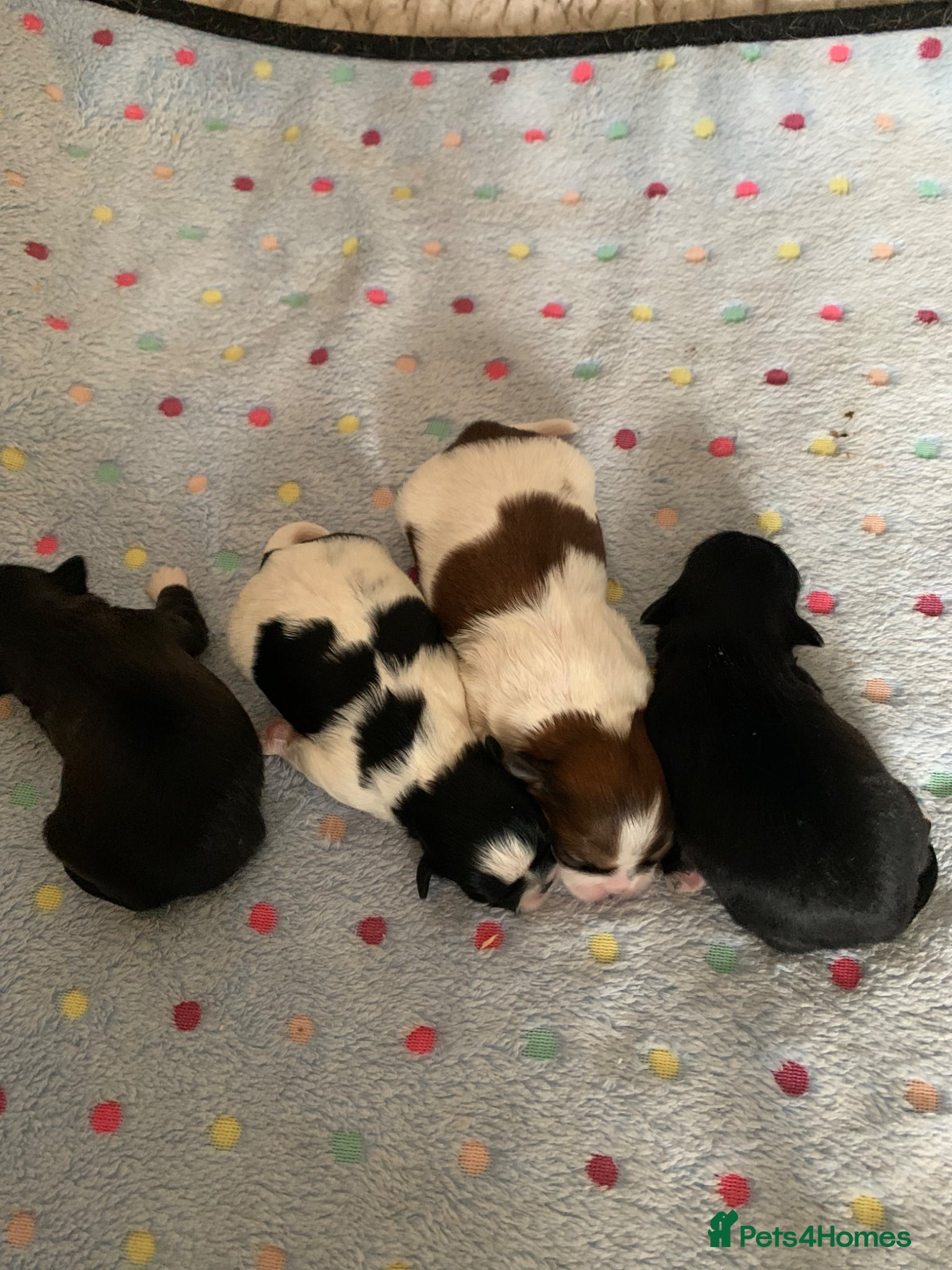 Shih Tzu dogs for sale: Shih Tzu puppies available - Advert 4