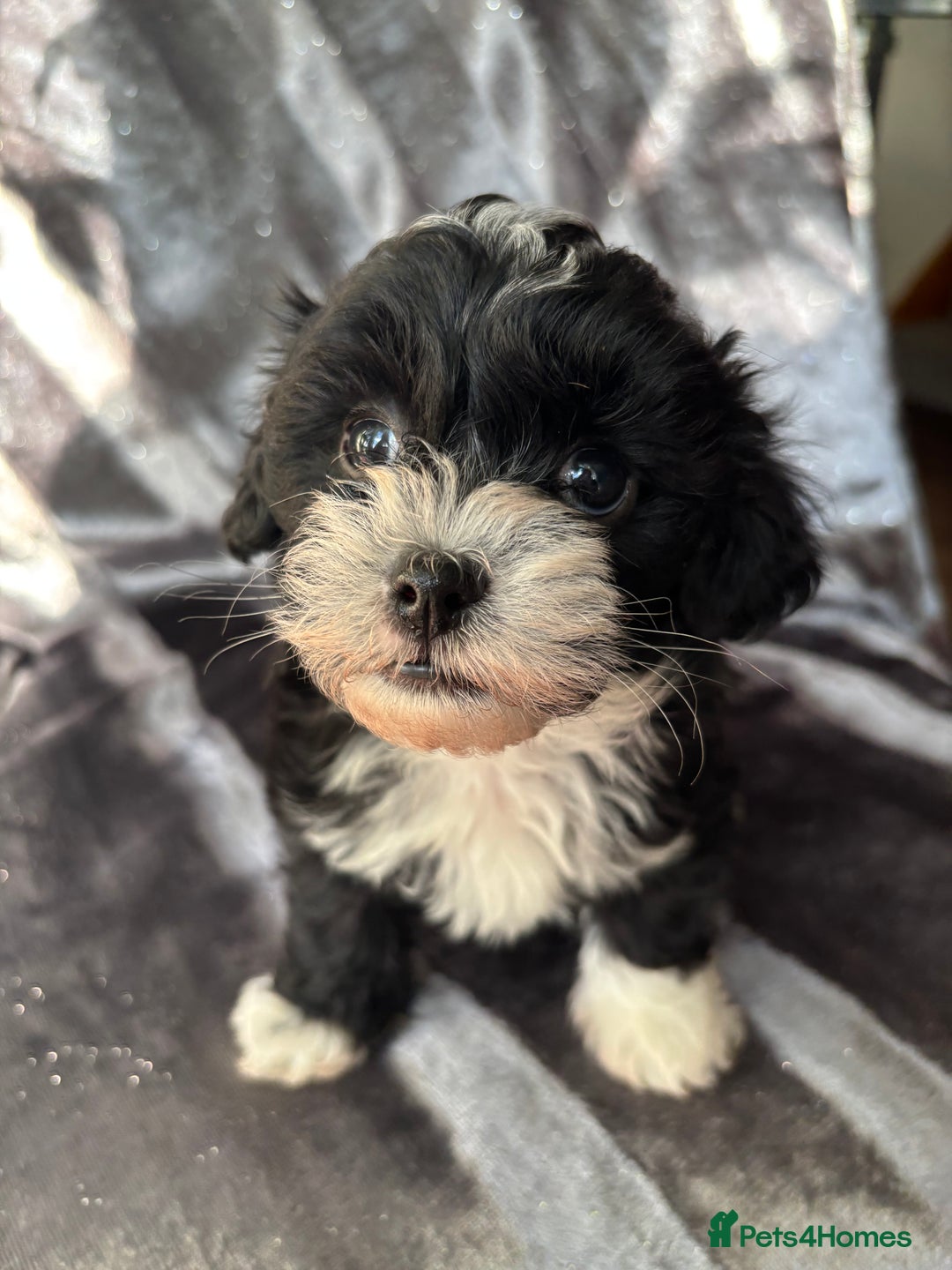 Maltipoo dogs for sale: Maltipoo puppies - Advert 4