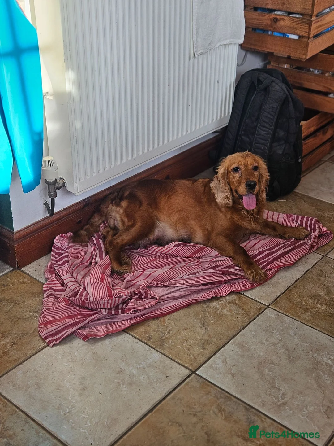 Cocker Spaniel dogs for sale: Gorgeous Cocker Spaniel Puppies - Advert 1