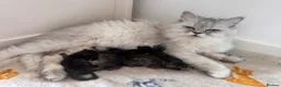 Persian cats for sale: Persian kittens - Advert 1