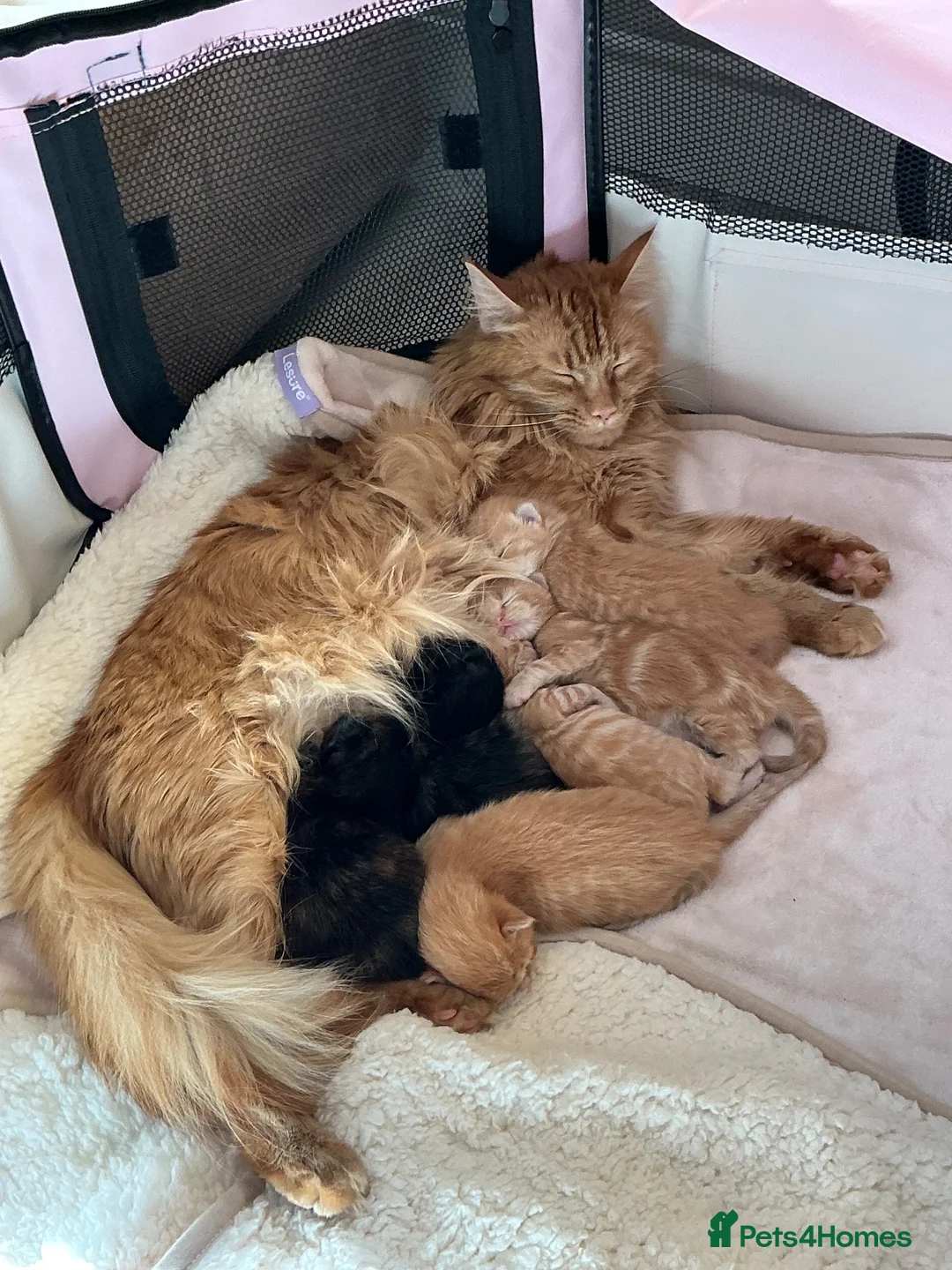 Mixed Breed cats for sale: Ragdoll/Maine Coon/Persian Mix Kittens - Advert 2