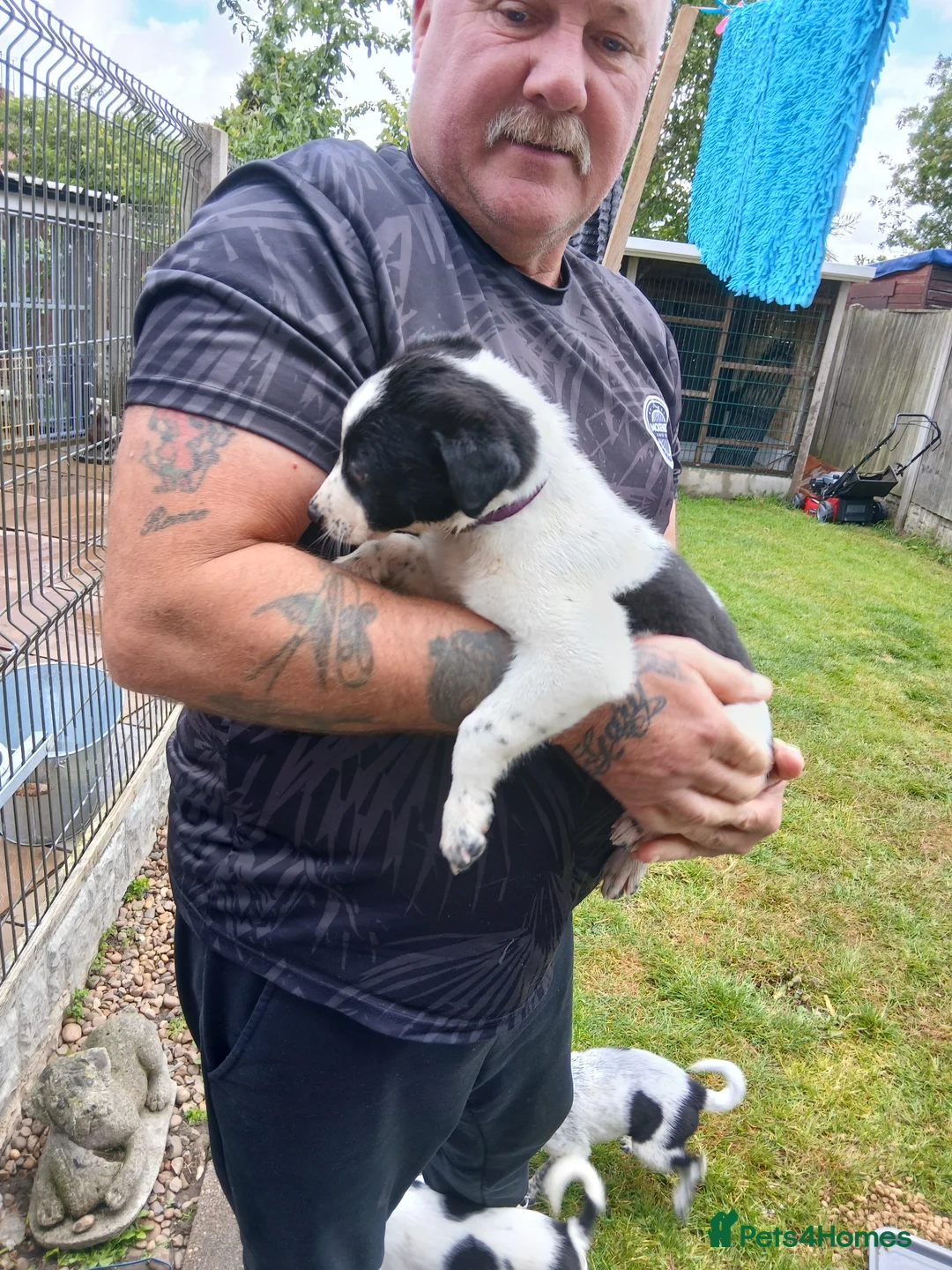 Lurcher dogs for sale: Stunning lurcher pups - Advert 9