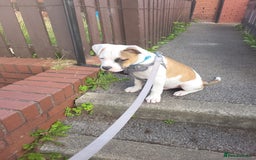Mixed Breed dogs for sale: Marley American bull  - Image 6