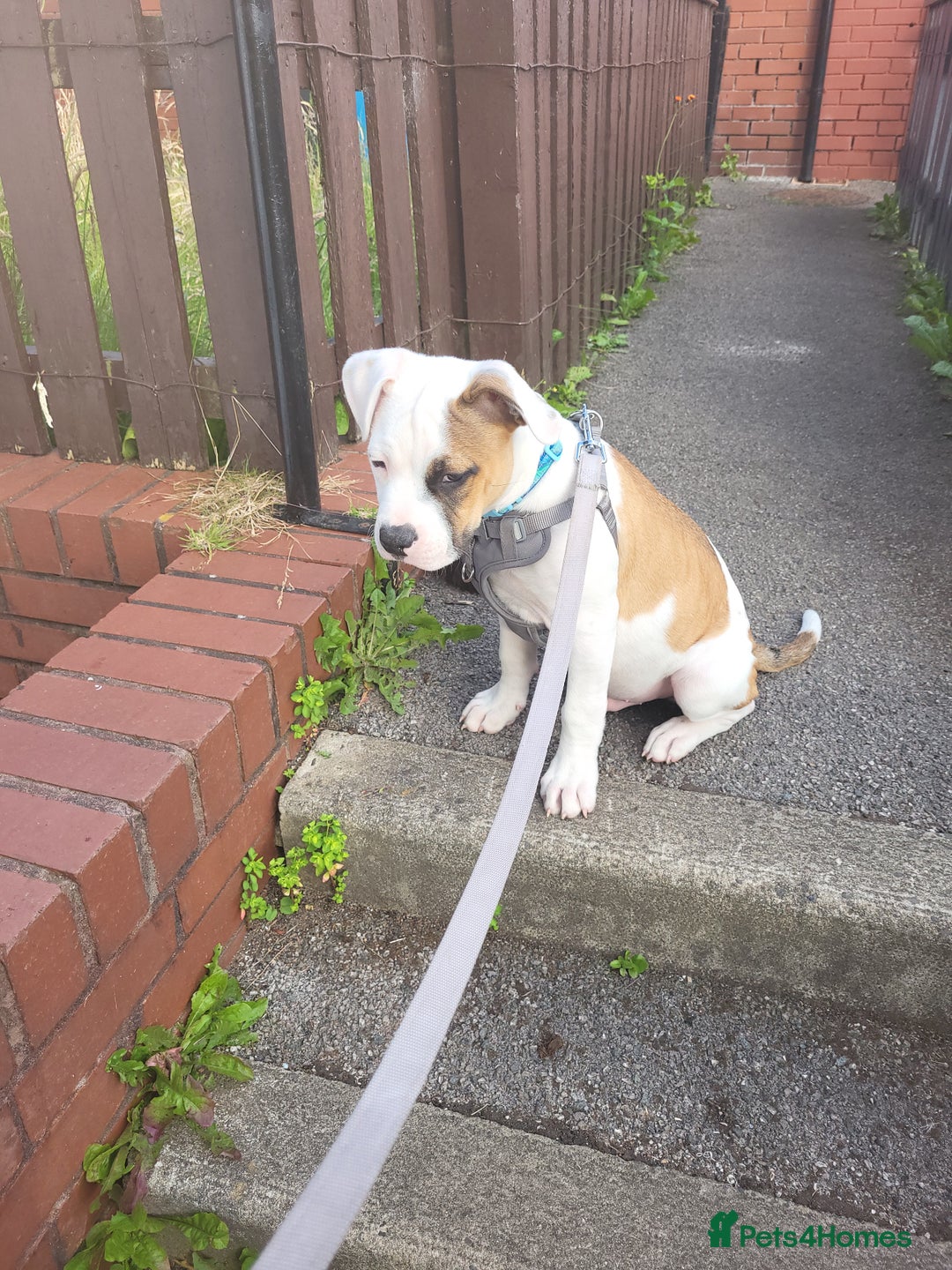 Mixed Breed dogs for sale: Marley American bull  - Image 6