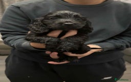 Cocker Spaniel dogs for sale: 5 th Generation Cocker Spaniel Pups/Ready to leave - Image 6
