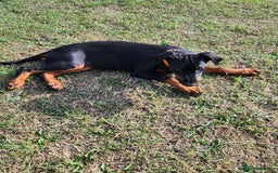 Dobermann dogs for sale: 1 Female available kc reg working line dobermann in Durham - Image 10