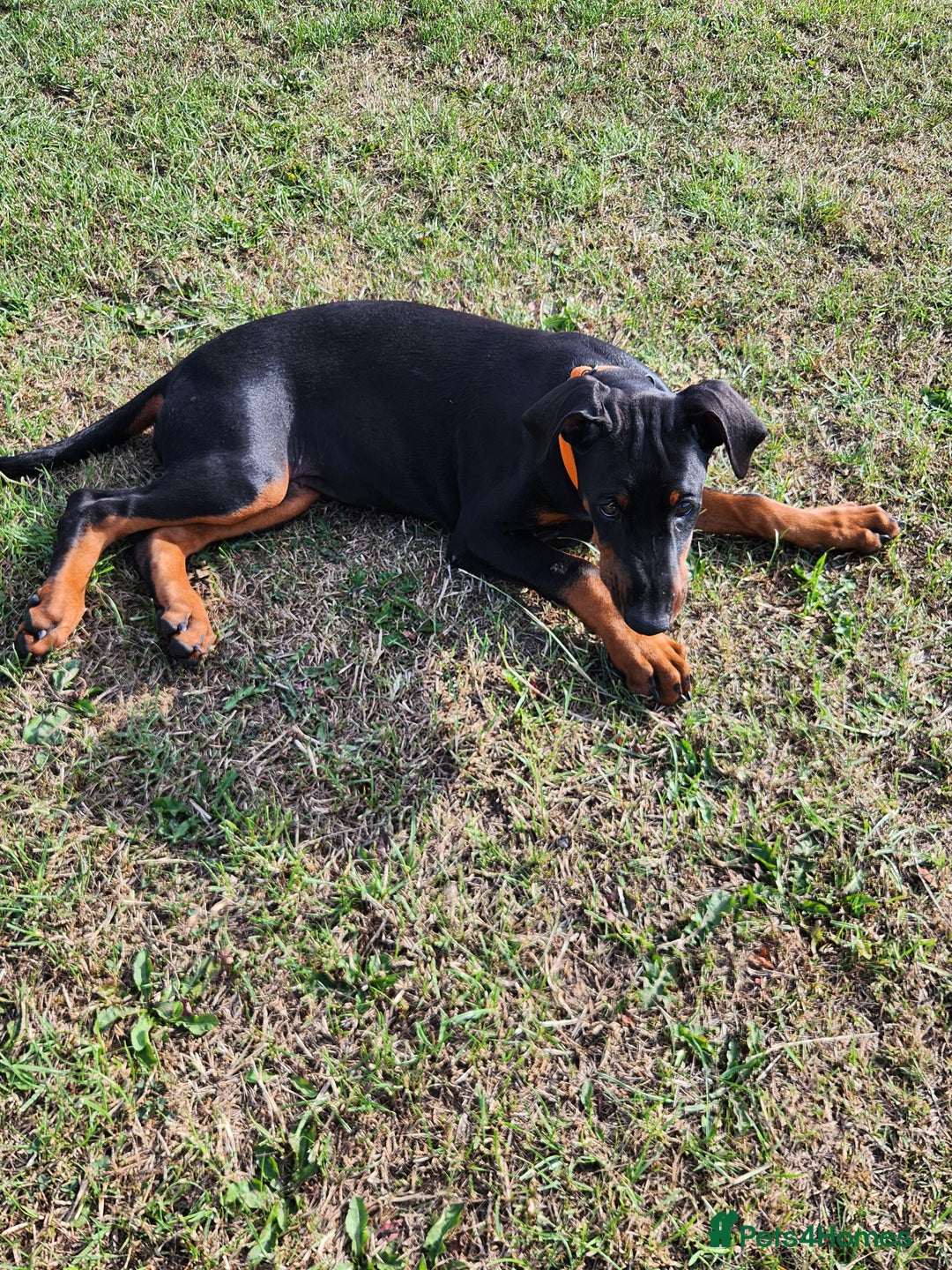 Dobermann dogs for sale: 1 Female available kc reg working line dobermann in Durham - Image 10
