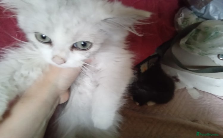 Persian cats - Advert 1