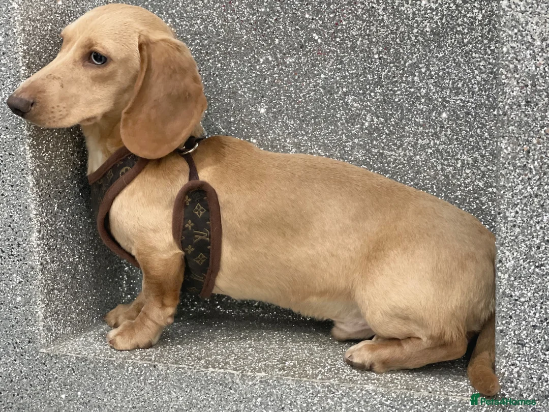 Miniature Dachshund dogs for stud: Award winning breeder-KC extraordinary CreamDapple - Advert 2