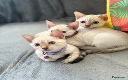 Bengal cats for sale: Blue Eyes Snow Lynx Bengal Kittens - Image 15