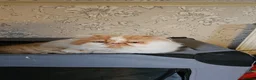 Persian cats for sale: Persian babies  - Advert 5