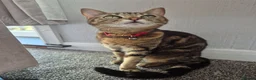 Mixed Breed cats for sale: Adorable Male Kittens for Sale (4 Boys Available) - Advert 2