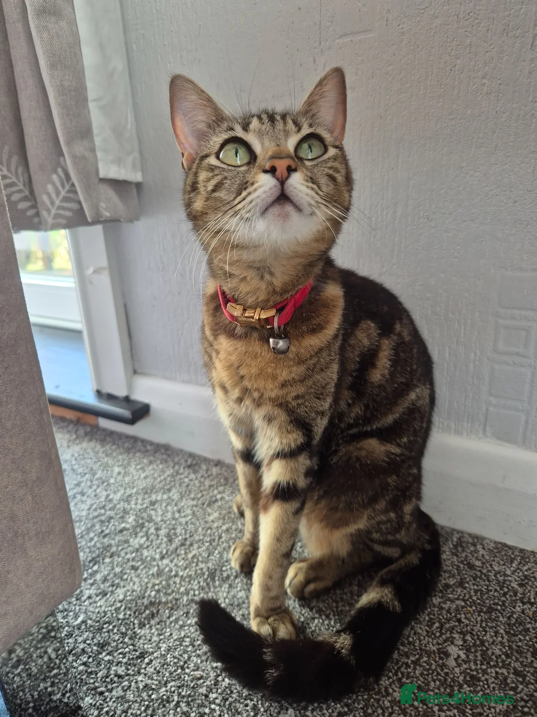 Mixed Breed cats for sale: Adorable Male Kittens for Sale (4 Boys Available) - Advert 2