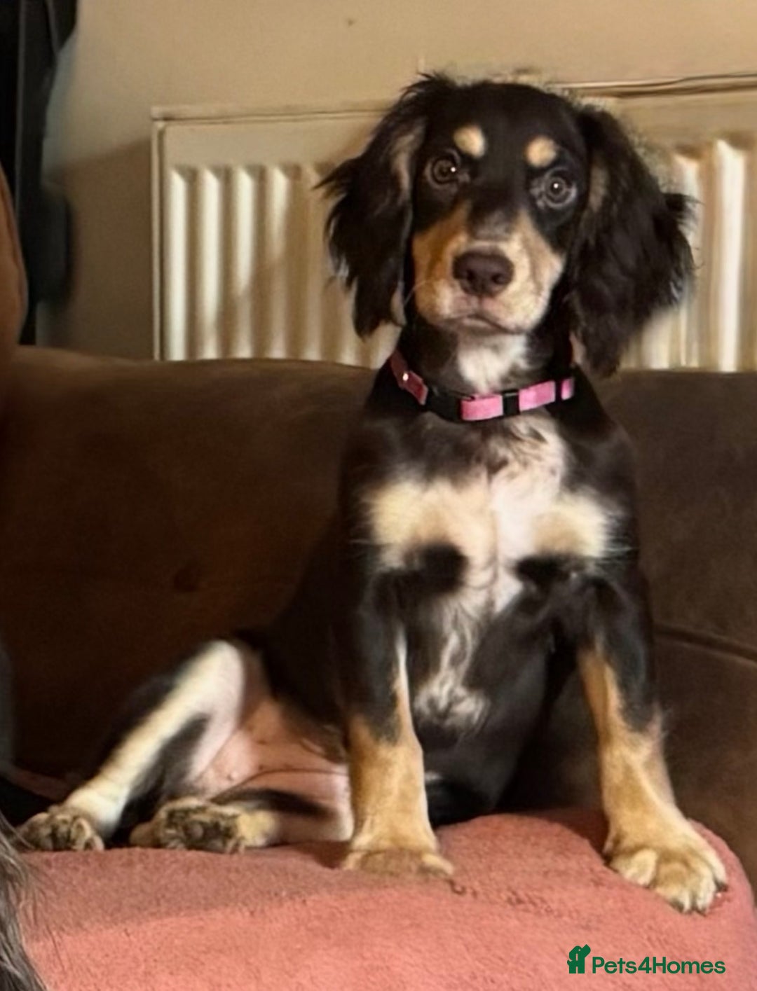 Cocker Spaniel dogs for sale: Cocker spaniel  - Advert 3