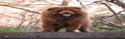 Chow Chow dogs for stud: Mr Willy Wonka For Stud! - Advert 2
