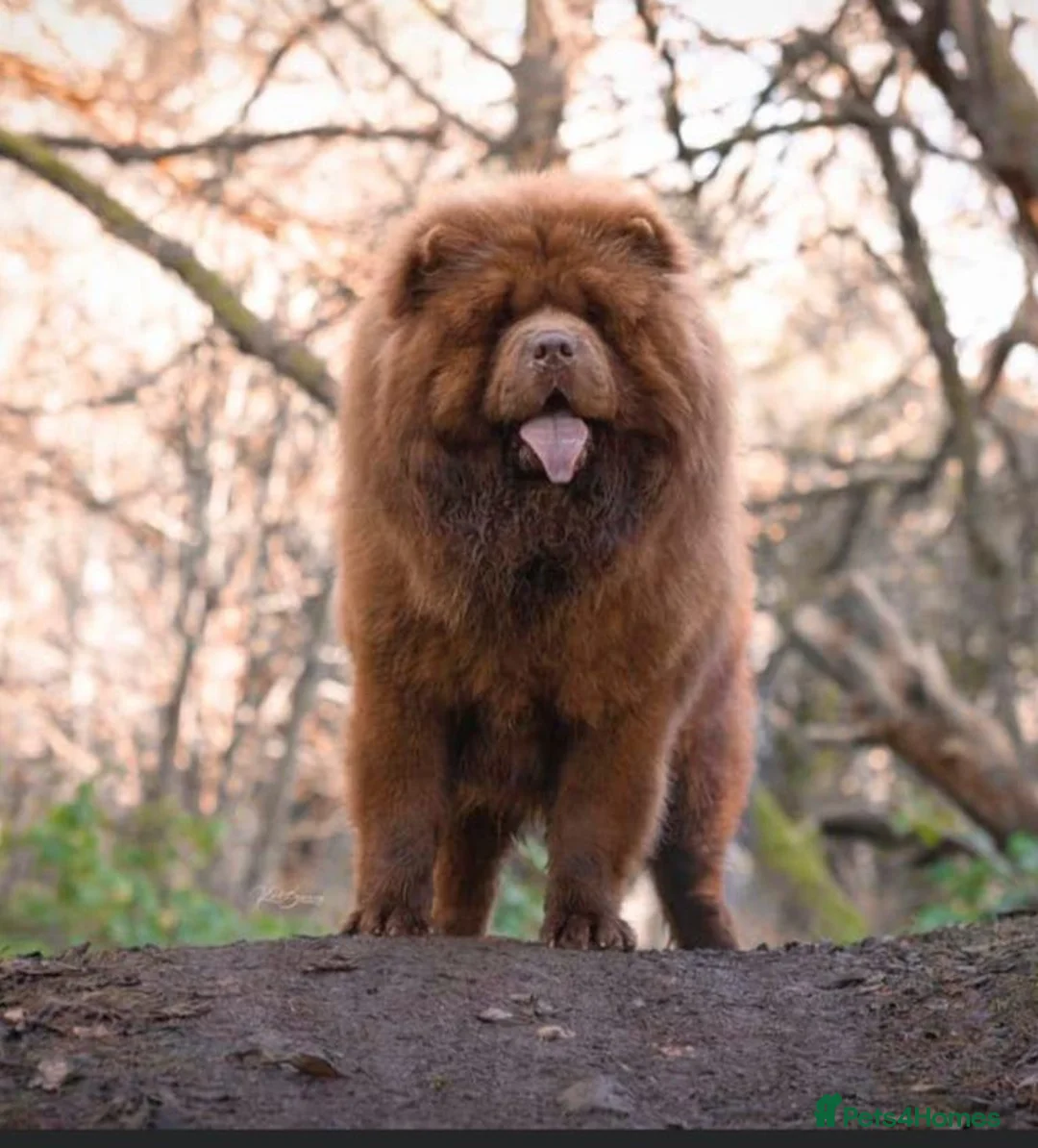 Chow Chow dogs for stud: Mr Willy Wonka For Stud! - Advert 2