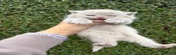 British Shorthair cats for sale: British Shorthair Girls - Advert 23