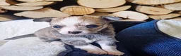 Chihuahua dogs for sale: Four adorable boys- ready soon in Canterbury - Advert 6