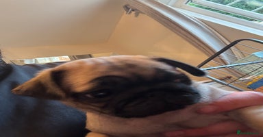 Pug dogs - Advert 2