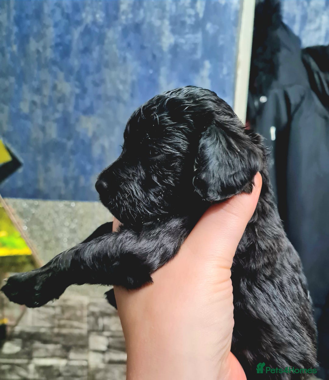 Cockapoo dogs for sale: 🐶🐾PLEASE READ THE FULL ADVERT🐾🐶 - Image 5