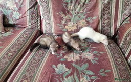Ferret rodents for sale: 3 mixed EU Polecat Jills for sale - Image 3
