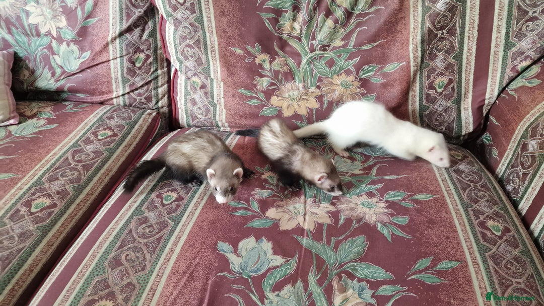Ferret rodents for sale: 3 mixed EU Polecat Jills for sale - Image 3