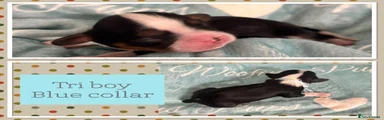 Tri boy (Blue collar)