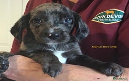 Cockerdor dogs for sale: Superb Quality Cockador Puppies, SHROPSHIRE  - Image 32