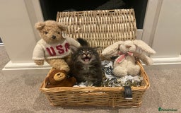 Maine Coon cats for sale: ✨pedigree maine coon kittens - Extra Large lines ✨ - Advert 1