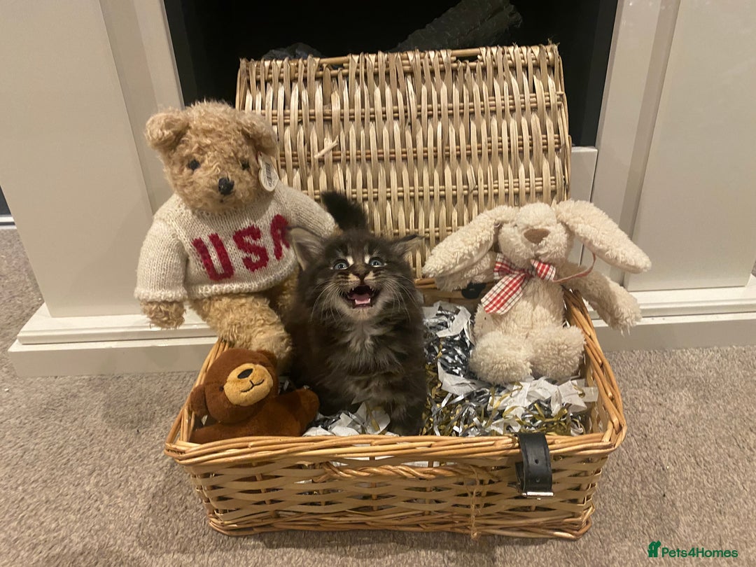 Maine Coon cats for sale: ✨pedigree maine coon kittens - Extra Large lines ✨ - Advert 1